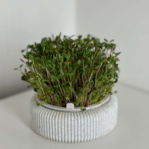 Microgreens Anzucht-Set von distinct. mit Anzuchtschale und Saatgut
