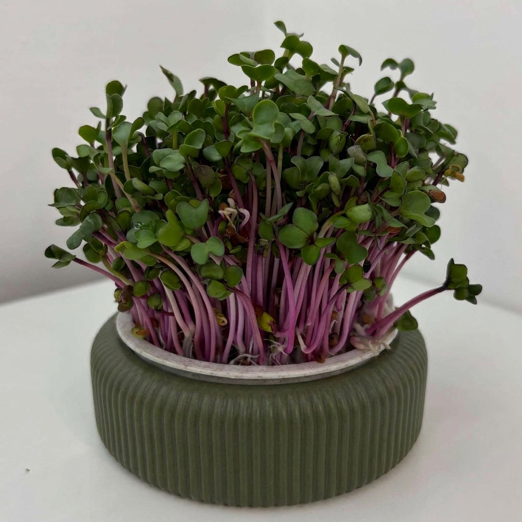 Microgreens Starter Set von distinct.
